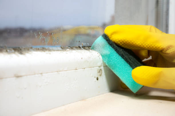 Best Bathroom Mold Remediation in Oakland, IA
